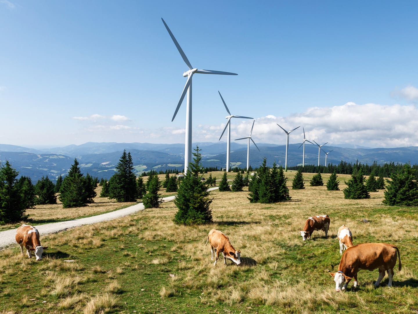 Mehrere Windräder auf einem grünen Feld. Davor grasen Kühe. Foto: Wien Energie/Christian Hofer